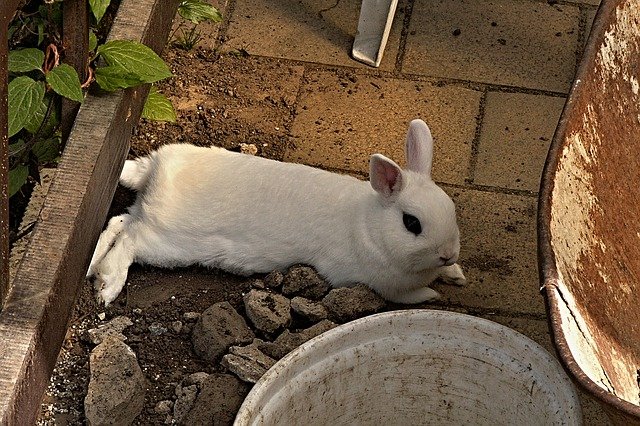 ležící králík