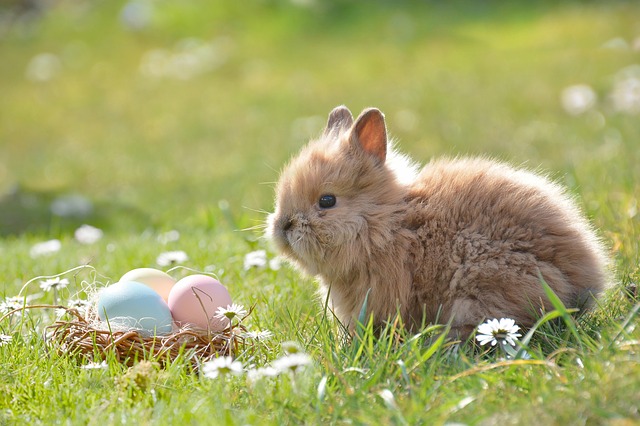 velikonoční králíček