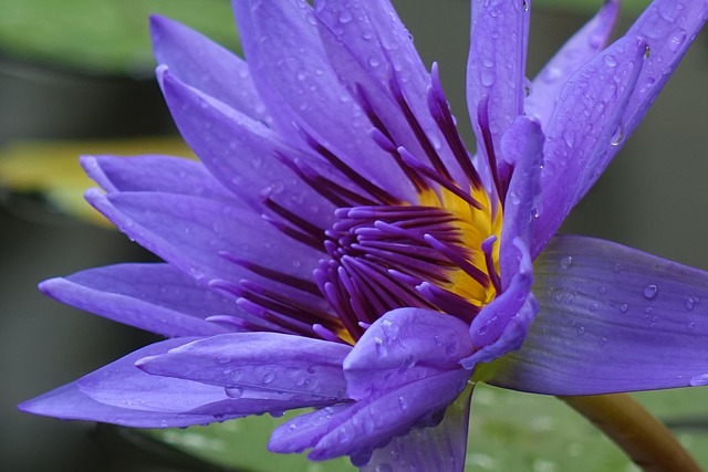 blue lotus